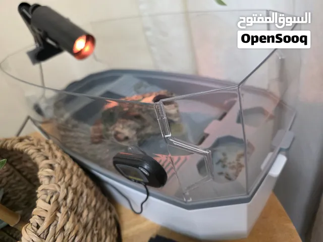 سلاحف برمائية Small Turtles