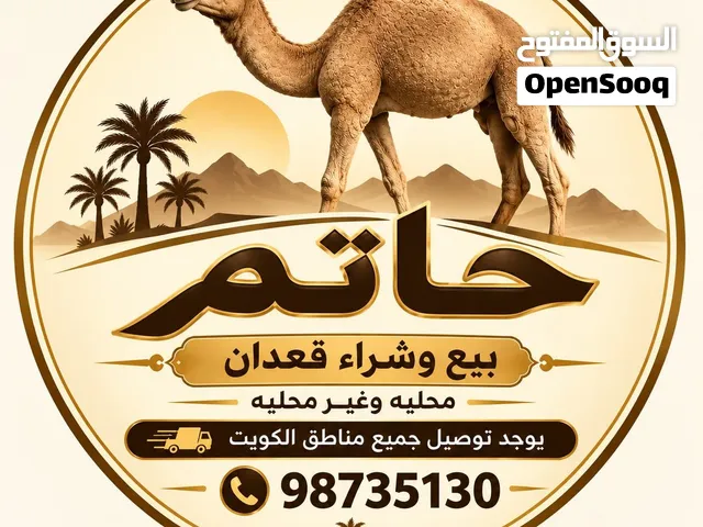 للبيع والشراء قعدان محلية فاخره واسعار مناسبه