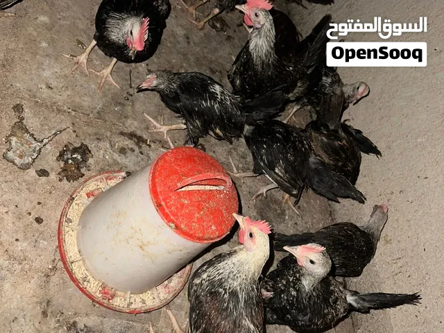 ديوجة فقط للبيع