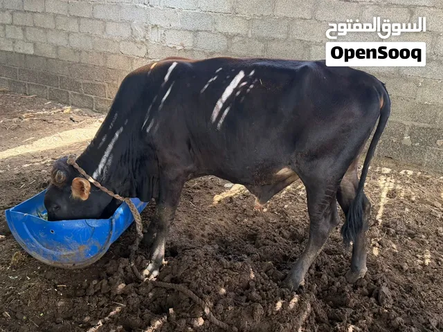 عجل نمساوي