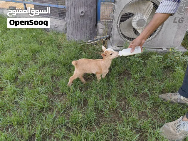 Dwarf baby goats for sale