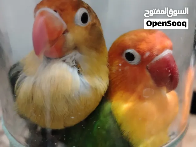 سلام عليكم غندورة للبيع فول صحة نثية معدلة معتني بيها كلش وبيها حجل