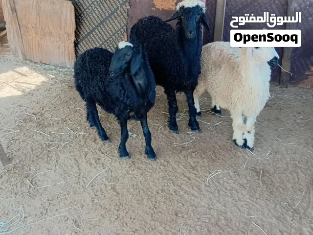 خرفان عربية