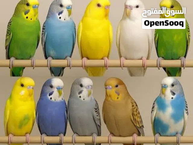 عصافير كناري بادجي(طيور الحب)بيع زوج مع القفص.تخفيض قوي اقرأ الوصف.
