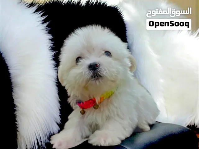 بنوته مينى هافنيز بوكت اطراف قصيره