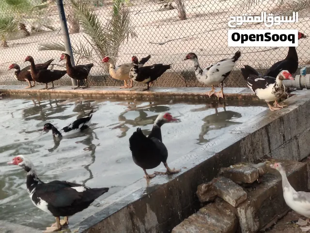 بط مصري و رومي