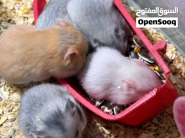 هامستر للبيع 8 حبات صحة ونضافه ما شاء الله ال8 حبات ع 16د و الحبة ع 3د