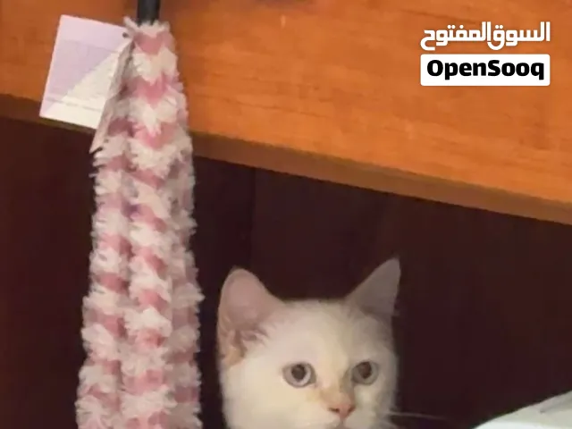 قط سكوتش ستريت
