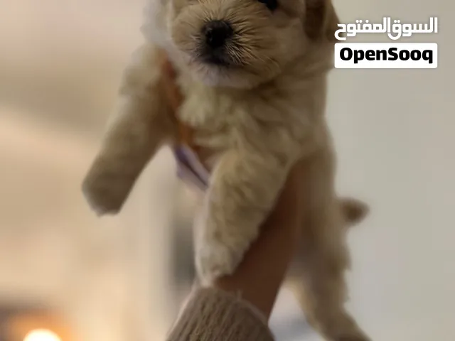 Maltipoo Dogs