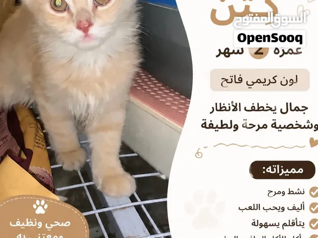 قط ذكر كيتن اللون برتقالي