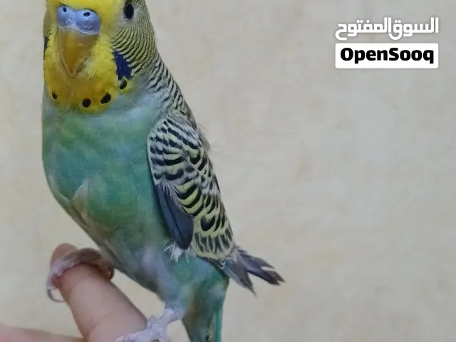 طيور الحب اليفات