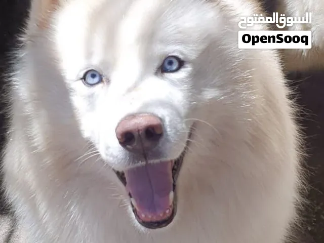 سامويد أنثى للبيع   كلبة سامو أنثى، عمرها سنتين، لونها أبيض و جدًا  هادية ولطيفة بأوراق وتطعيم كامل