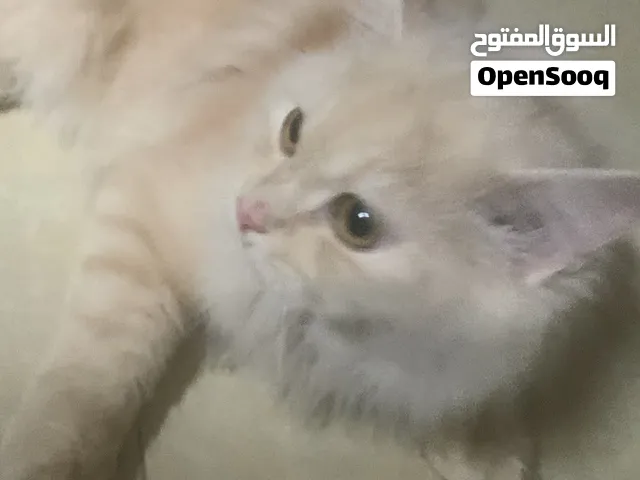سعر خاص للبيع قطو شيرازي ريشي العمر 7 شهور مع جميع اغراضه مع بيت ماله القفص مخصص وتربه ً..