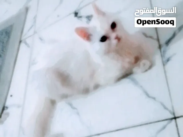 قطة هجين شيرازي × انغورا