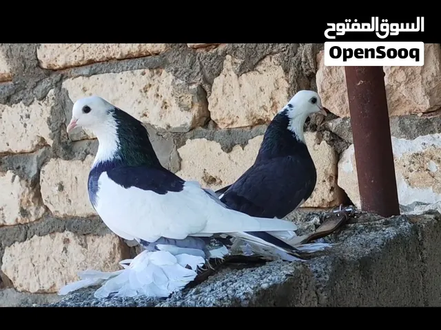 كوبية هزاز مواصفات طيبة