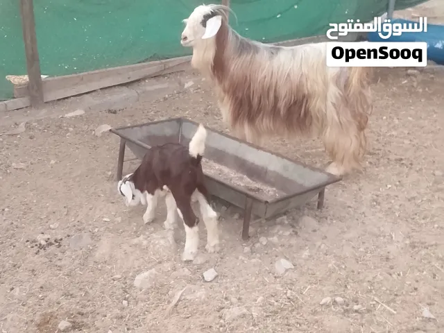 للبيع خاص في وات ساب
