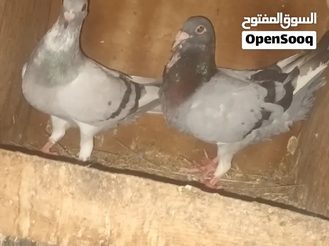 للبيع حمام زاجل ما شاء الله مستوى حلو للبدل دجاجه باكستانيه