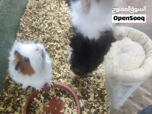 متوفر 7 حبات جيني بيج .. غيني بيج ارنب هندي او للبدل
