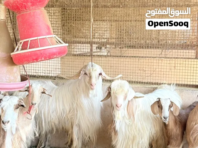 أغنام عمانية صحة ممتازة