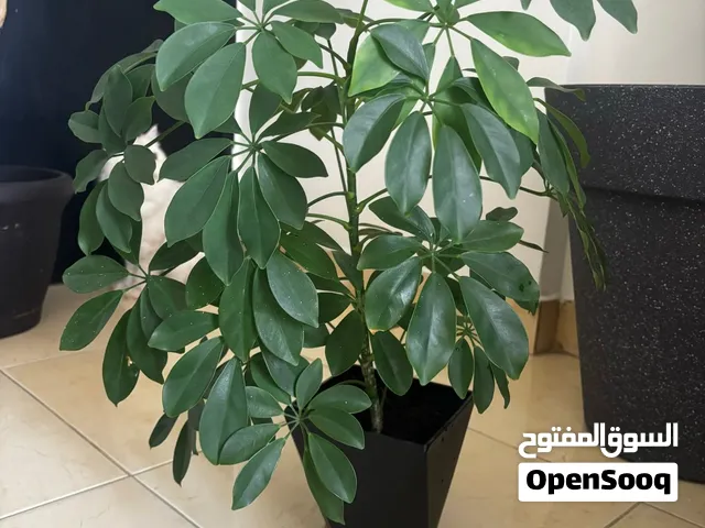 نباتات للبيع