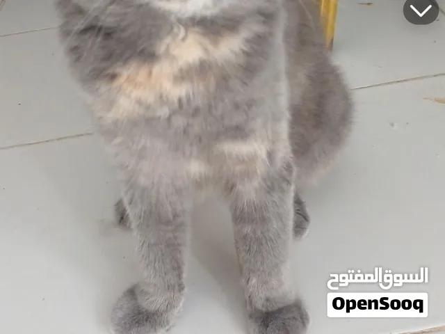 للبيع او تبني