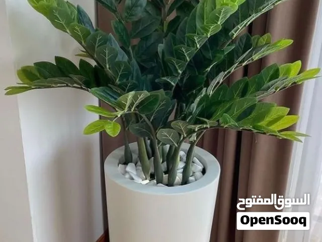 Zizi Plant with Pot & Decorative Stone Elegant Indoor Plant Abu Dhabi