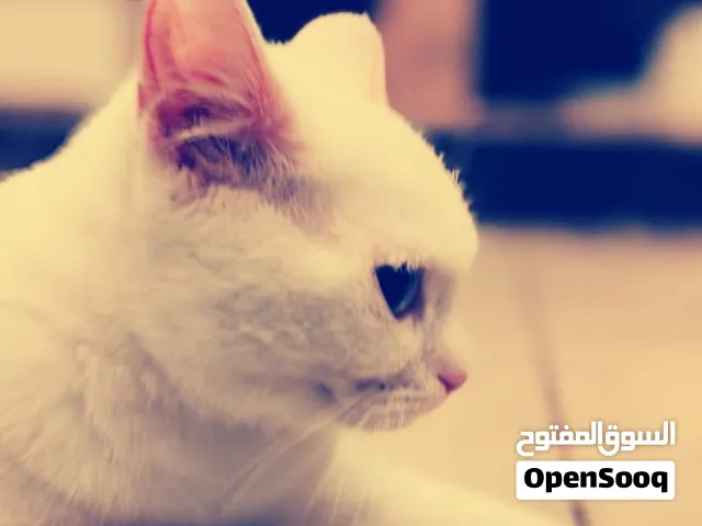 قطة بيضاء جميله+ قفص و 2 صحن اكل