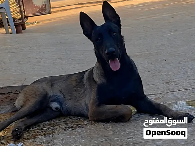 جرو ذكر  8شهور مشروع فحل