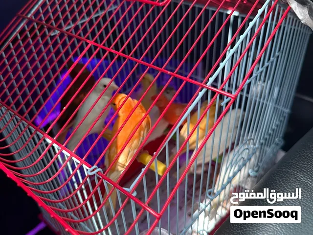سوري مغرد عشر حبات وكلهم مغردين ماشالله الحبه 180 الكل 1800