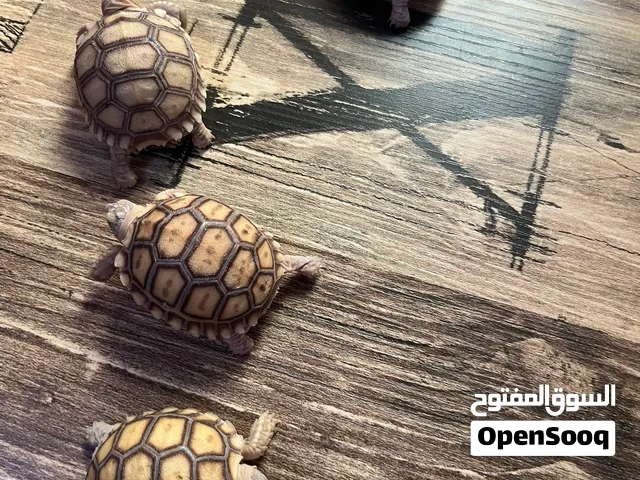 سلاحف برية ( سولكاتا ) إنتاج محلي