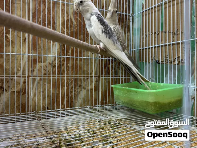 للبيع زوج كوكتيل منتج من قبل السعر 27 وقابل
