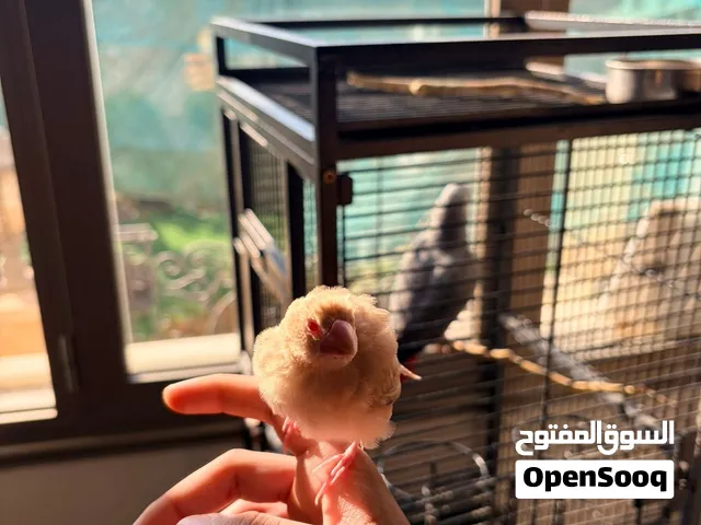 للبيع جاوا