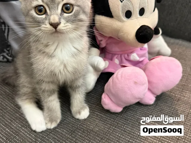قطط  للتبني برسوم ماحد يدخل يقولي مجانا  Cats have fees and are not free بريتش لونج هير وشورت هير