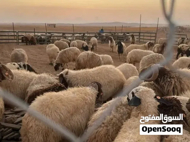 مطلوب 10 نعجات بدل فان رينو 2006