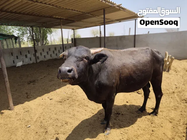عجول وأبقار ( جيرسي ) للبيع
