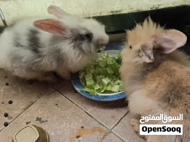 أرنبين ليون هيد أليفين