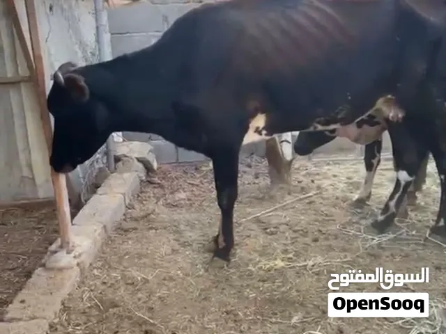 ابقار للبيع ظفاريات تهجين نمساوي أنا مجرد ناشر تابع الاستماره