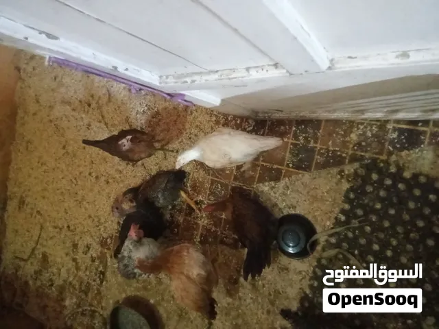 فراخ شامورت عمر 3 شهور