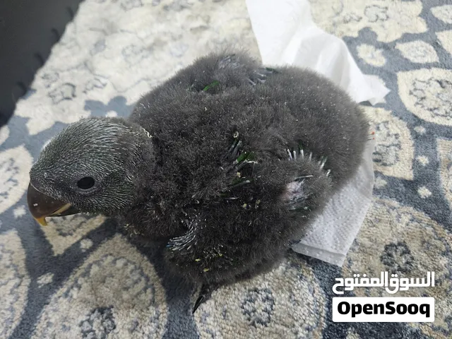 Male Eclectus ذكر اكلكتوس
