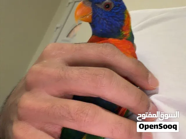 Lorikeet for sale