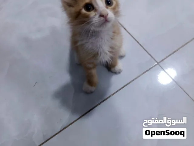 هاي الحلوه للبيع