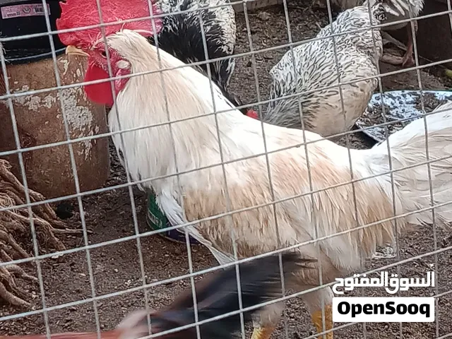ديج عرب لون ابيض