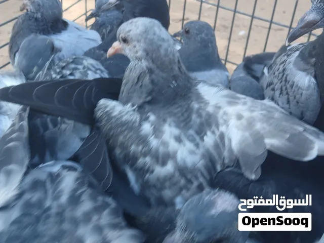 بسم الله مشاءالله حمام عربي للبيع