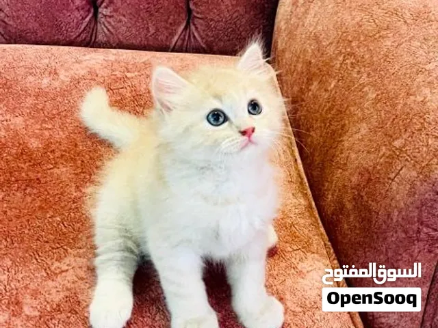 سفروت الشقى