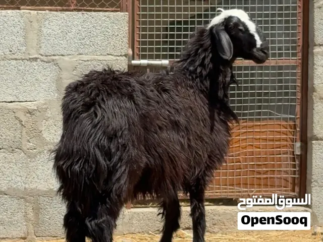 كبش نجدي راهي
