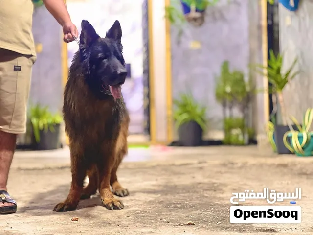 ذكر جيرمن شيبرد كسحه شولاين ذكر فول مواصفات