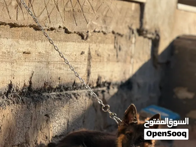 جيرمن شيبرد كستم حاجه ربي يبارك سعره 2500 وساهل