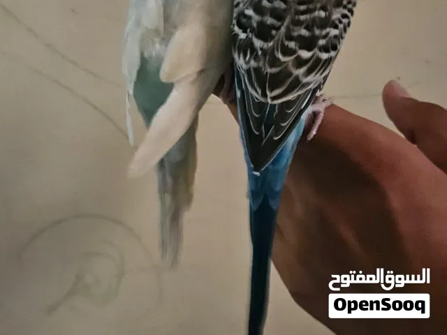 طيور البادجي زوجين من ذكر وانثى