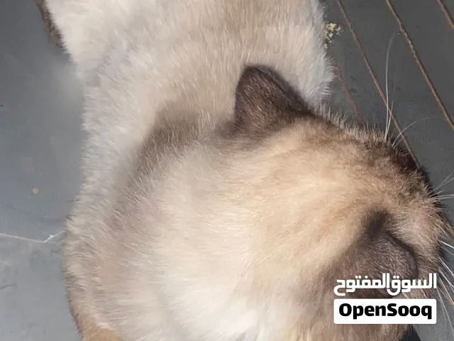 بسه قطه للبيع