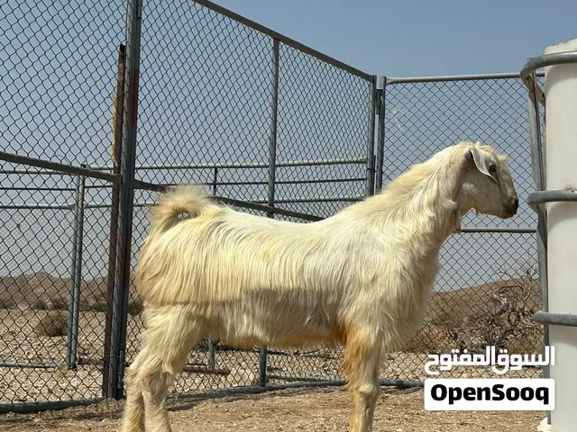 للبيع تيس جامودي جلح...